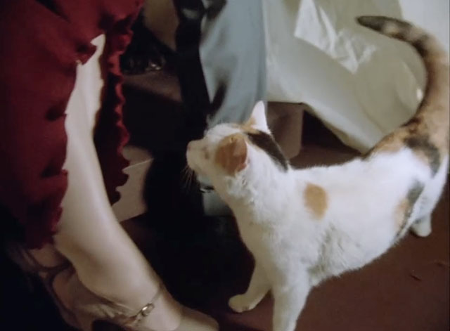 Poirot - The Veiled Lady - calico cat looking at woman's leg