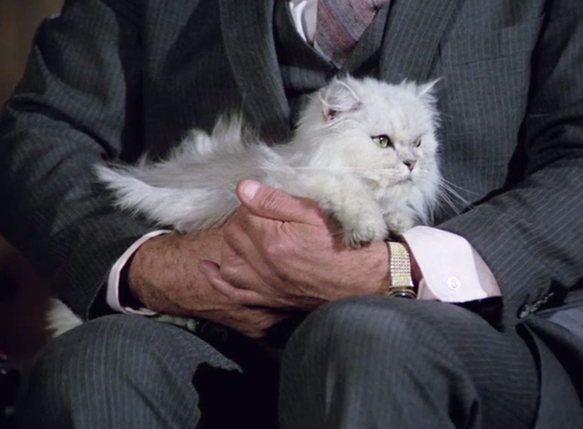 Police Squad! - Rendezvous at Big Gulch - white longhair Persian cat on lap