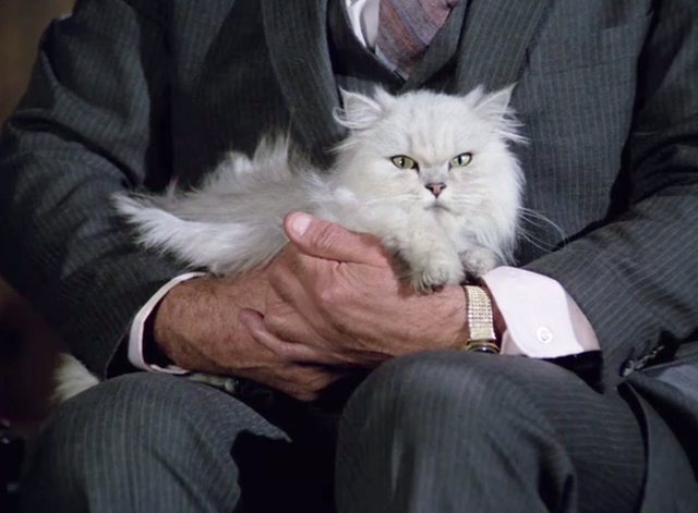 Police Squad! - Rendezvous at Big Gulch - white longhair Persian cat on lap