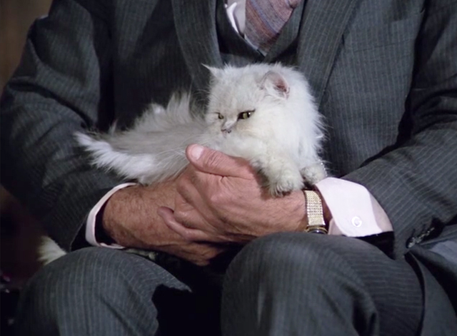 Police Squad! - Rendezvous at Big Gulch - white longhair Persian cat on lap