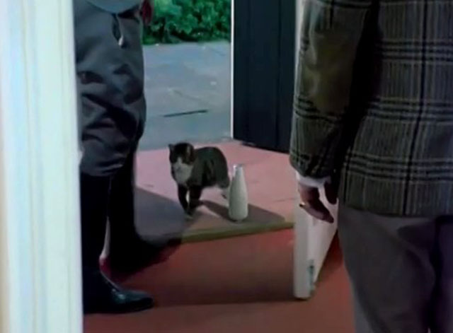 The Protectors - Sugar and Spice - gray tabby and white cat on front step with milk bottle