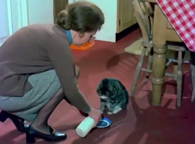 The Protectors - Sugar and Spice - Contessa Nyree Dawn Porter pouring milk into dish for gray tabby and white cat