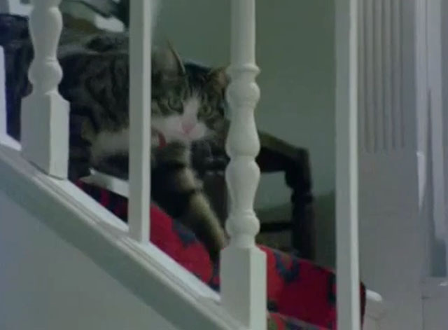 The Protectors - Sugar and Spice - gray tabby and white cat walking down stairs