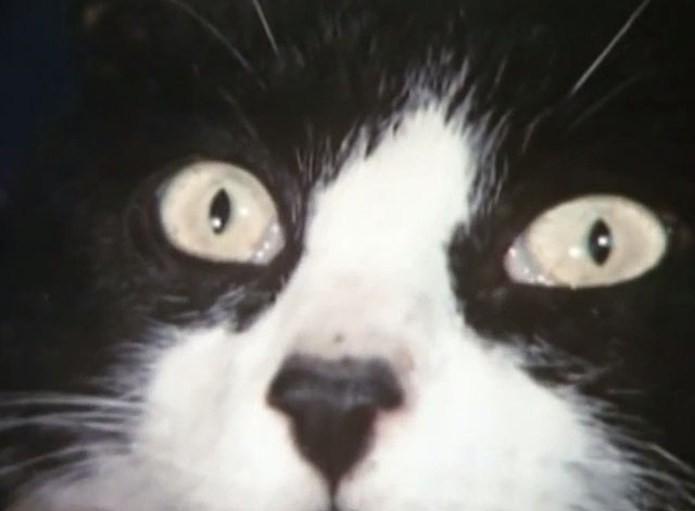 Rumpole of the Bailey - Rumpole and the Show Folk - extreme close up of tuxedo cat