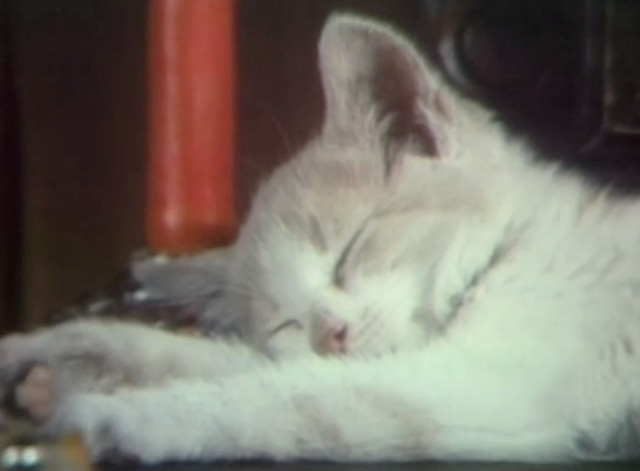 Santa and the Three Bears - close up of orange and white kitten sleeping