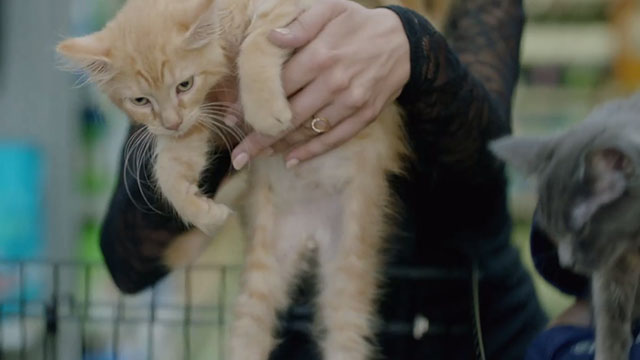 Search Party - Frenzy - young ginger tabby cat being picked up