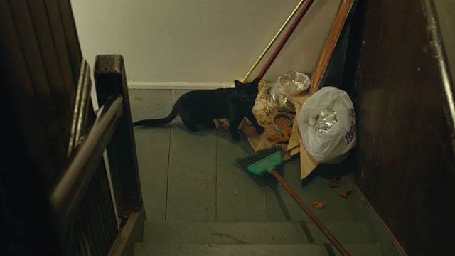 Search Party - Frenzy - black cat getting into garbage at the foot of some stairs