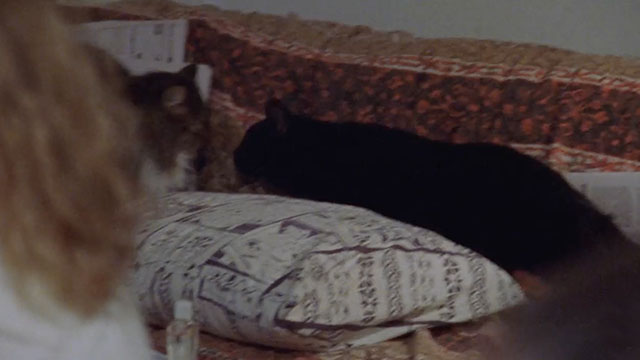 The Shield - Blowback - black cat approaching longhair brown and white tabby cat on couch