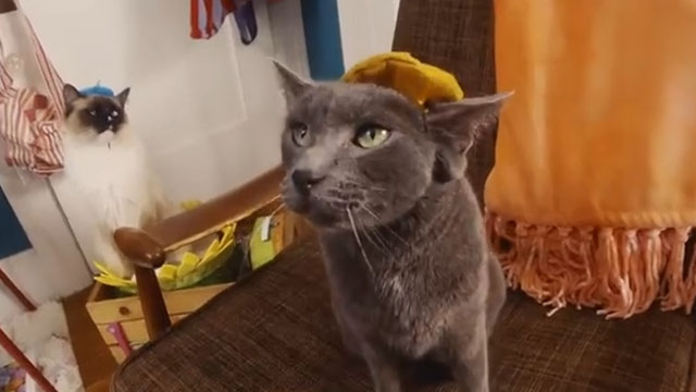 Growing Up - The Linda Lindas - blue cat Harold and Himalayan Nino wearing berets