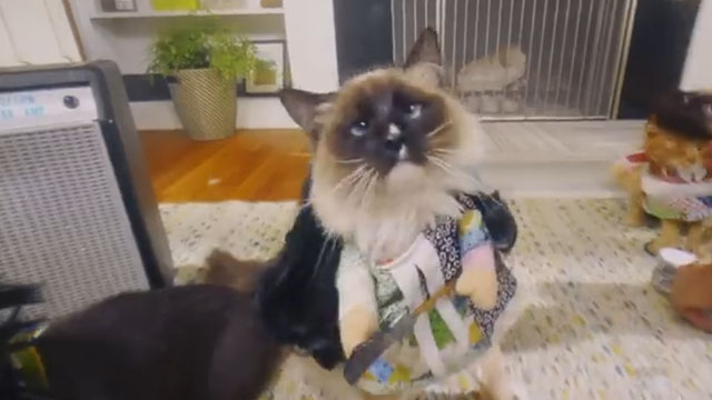 Growing Up - The Linda Lindas - Himalayan cat Nino wearing dress with guitar