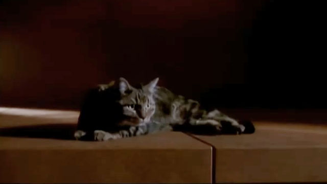 Remember the Time - Michael Jackson - tabby cat lying down
