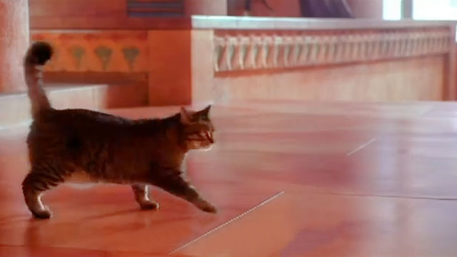 Remember the Time - Michael Jackson - tabby cat crossing marble floor