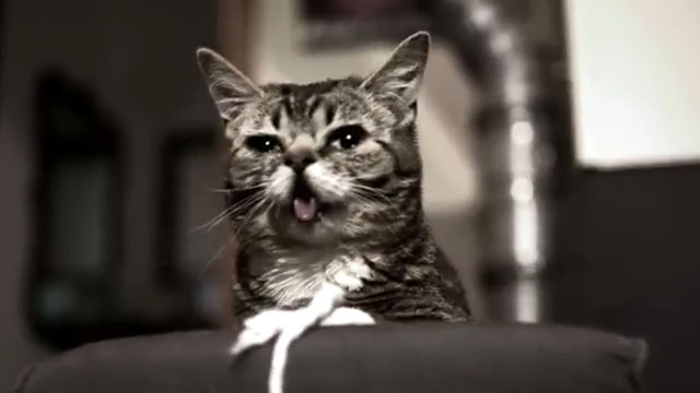 Something for Nothing - The Reverend Peyton's Big Damn Band - Lil Bub