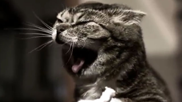 Something for Nothing - The Reverend Peyton's Big Damn Band - Lil Bub yawning