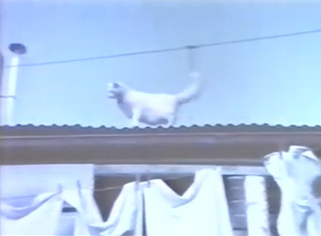 Third Floor Fire Escape View - The Cat's Miaow - longhair white cat on roof