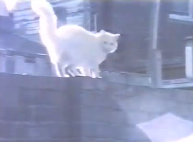 Third Floor Fire Escape View - The Cat's Miaow - longhair white cat on wall