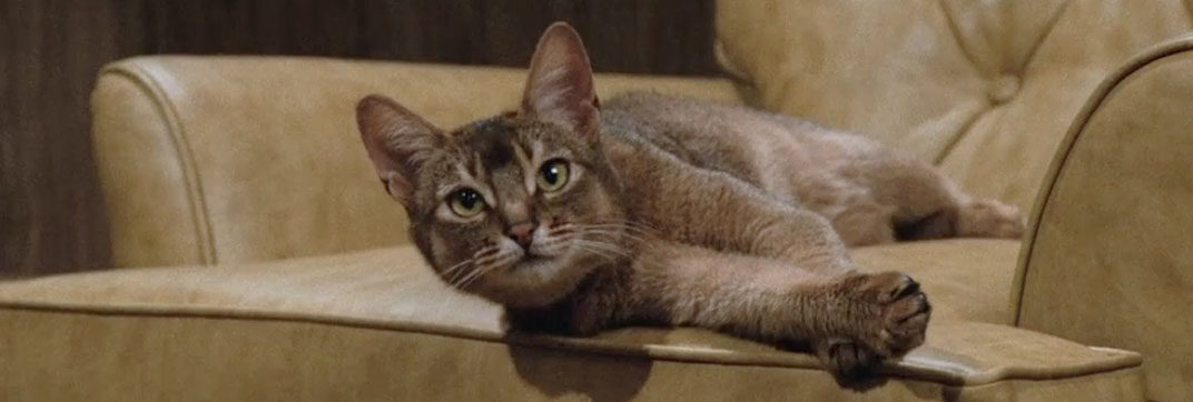 The Cat From Outer Space (1978)