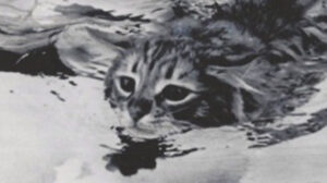 June Lockhart and her swimming cat, George