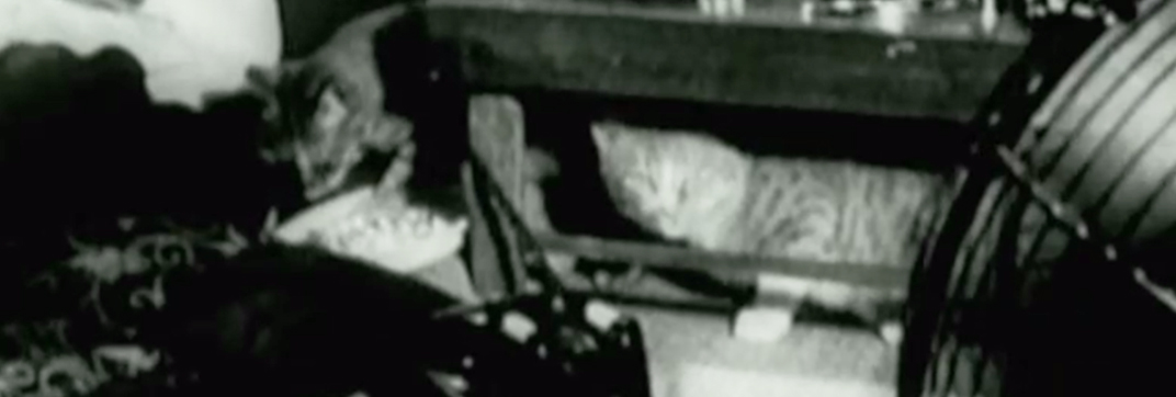 Tetsuo (1989) - Cinema Cats