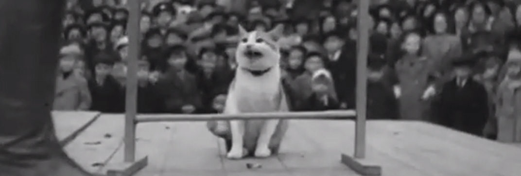 The Pets Perform! (1938)