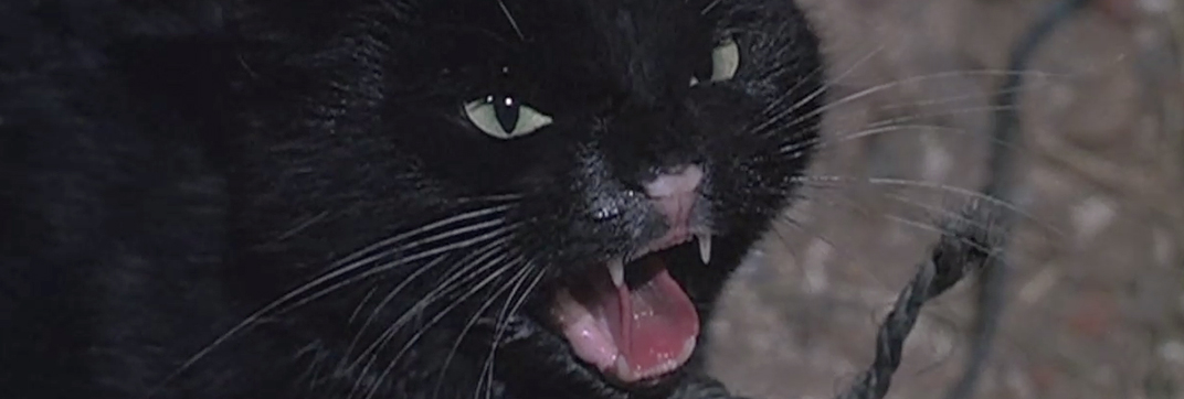 The Watcher in the Woods (1980) - Cinema Cats