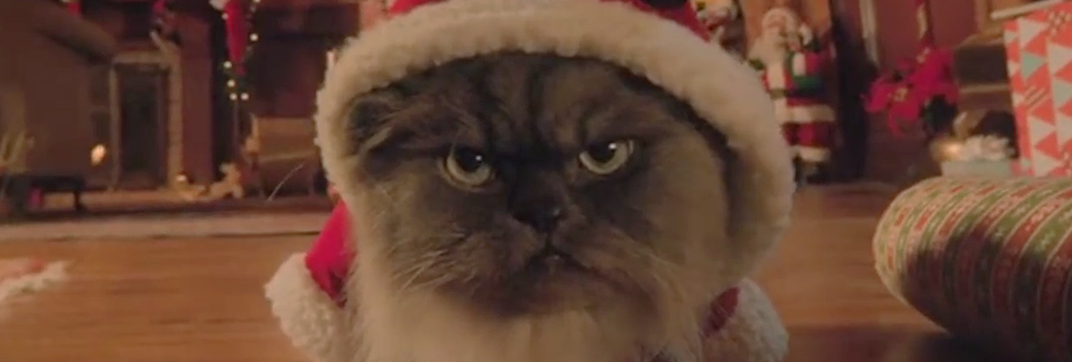 Cat with clearance tiny santa hat