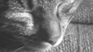 Miau (1955)