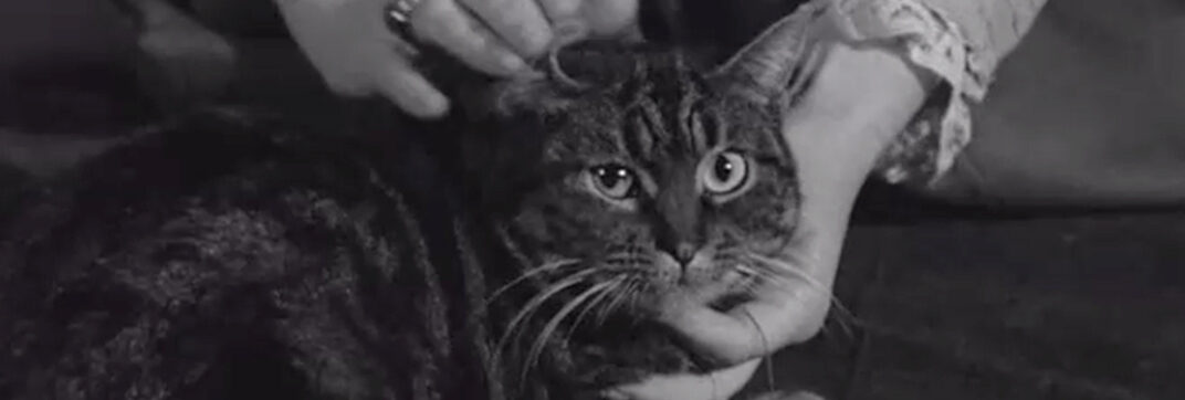 The Shadow of the Cat (1961)