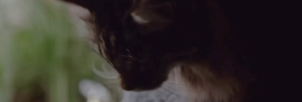 The Mentalist - "Red Sky in the Morning" - Cinema Cats