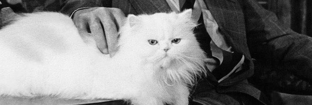 Behind the scenes of the first horror film made just for cats