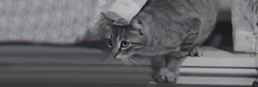 Hold That Kiss 1938 Cinema Cats