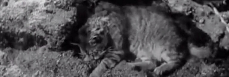 Thunder Rock (1942) - Cinema Cats
