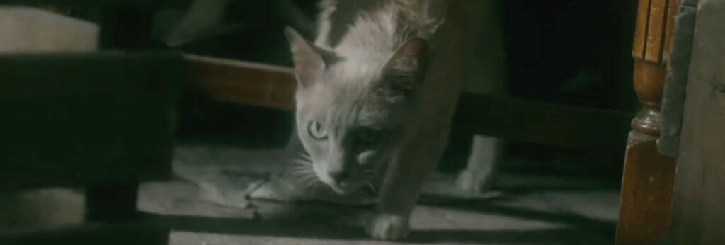Call the Midwife - "Christmas Special" - Cinema Cats
