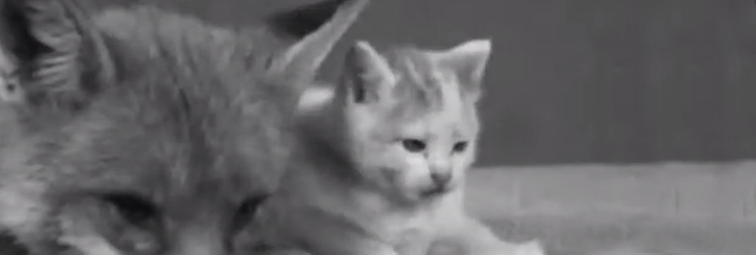 Kitten and Fox (1936)