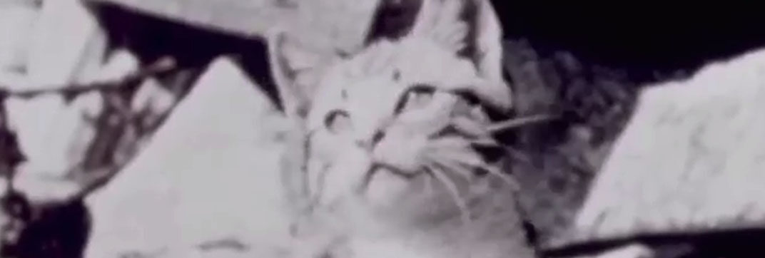 The Pussycat That Ran Away (circa late 1950’s)