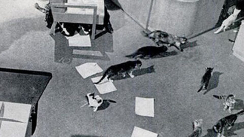 curly twiford Archives - Cinema Cats
