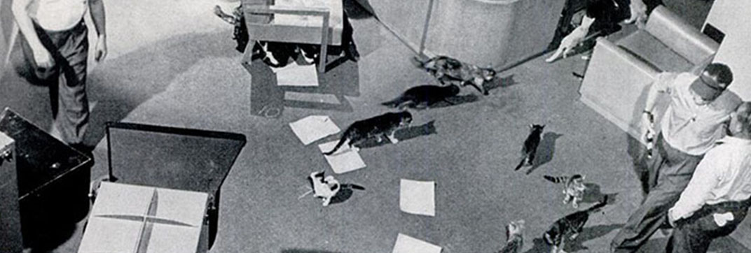 Ritz Blitz Goldwyn with Kits - Cinema Cats