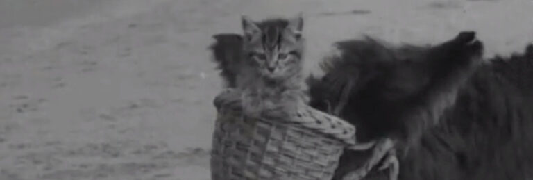 Donkey and Kitten (1938) - Cinema Cats