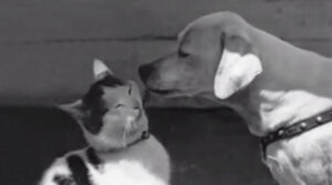 The Pets Pow Wow (1937)