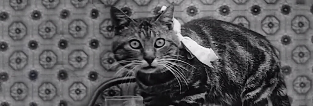pussy-s-breakfast-1905-cinema-cats