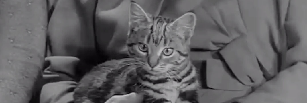 Who Killed The Cat? (1966)