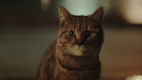 dead boy detectives Archives - Cinema Cats