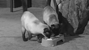 The Alfred Hitchcock Hour – “The Ordeal of Mrs. Snow”