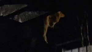 The Fourth Protocol (1987)