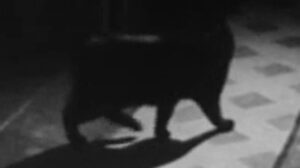 The Paper Gallows (1950)