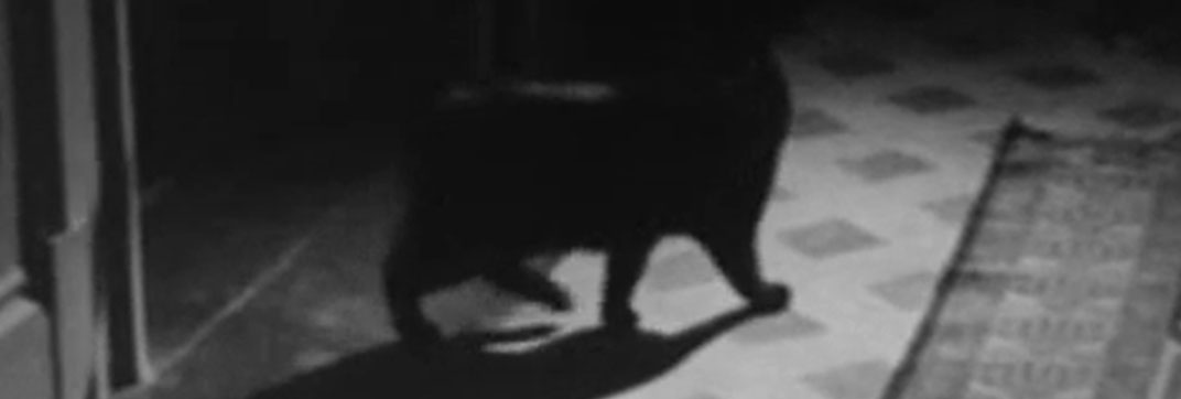 The Paper Gallows (1950)