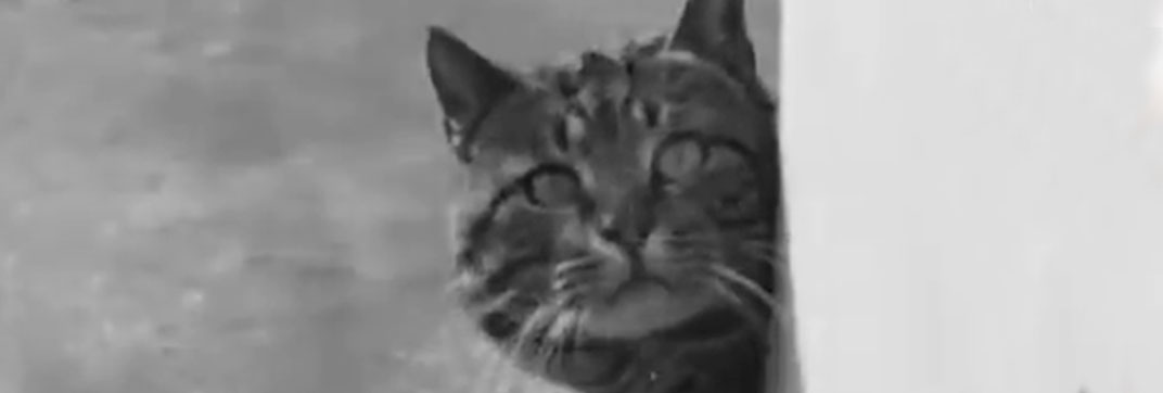 Rabbits for Sale (1936)