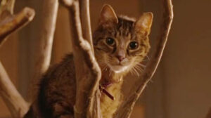 The Ugly Truth (2009)