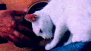 Way of the World (1989)