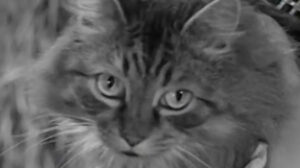 The Adventures of Robin Hood – “The Final Tax”